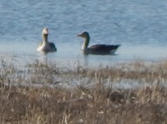 Anser anser