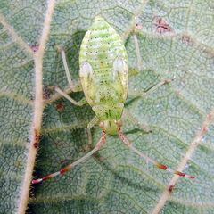 Pantilius tunicatus