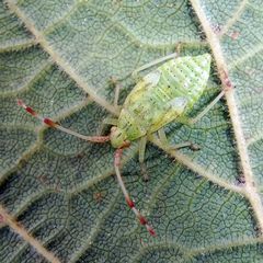 Pantilius tunicatus