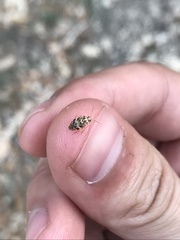 Tropidosteptes quercicola