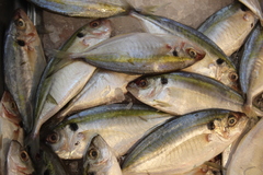Selaroides leptolepis