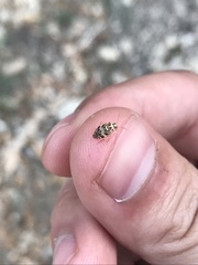 Tropidosteptes quercicola