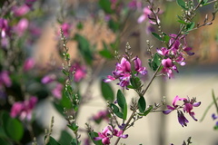 Lespedeza thunbergii