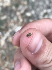 Tropidosteptes quercicola