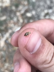 Tropidosteptes quercicola