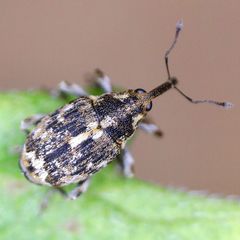 Datonychus melanostictus