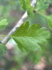 Crataegus monogyna