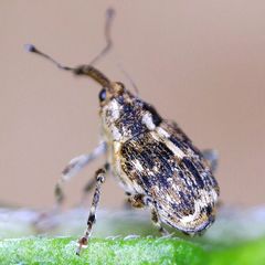 Datonychus melanostictus