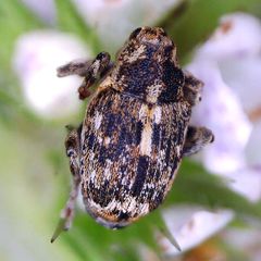 Datonychus melanostictus