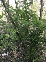 Crataegus monogyna