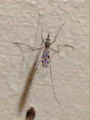Anopheles annulipes