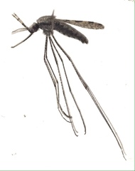 Anopheles annulipes