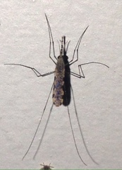 Anopheles annulipes