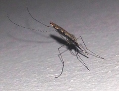 Anopheles annulipes