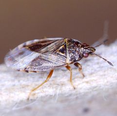 Chilacis typhae