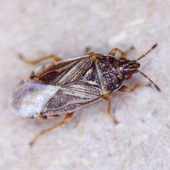 Chilacis typhae