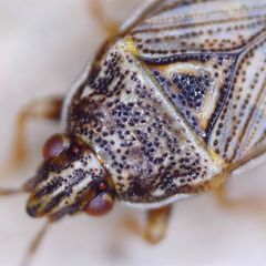 Chilacis typhae