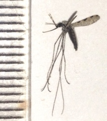Anopheles annulipes