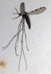 Anopheles annulipes