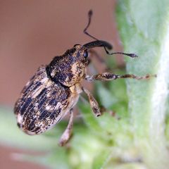 Datonychus melanostictus