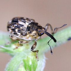 Datonychus melanostictus