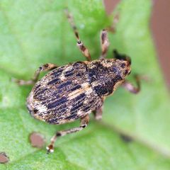 Datonychus melanostictus