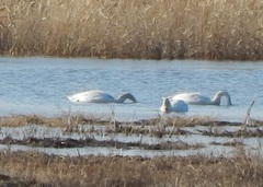 Cygnus columbianus bewickii