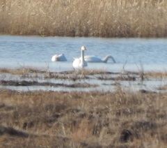Cygnus columbianus bewickii