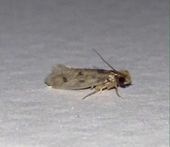 Niditinea fuscella