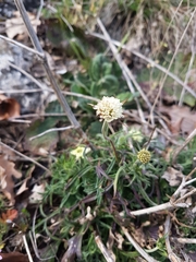 Scabiosa ochroleuca