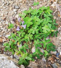 Phelipanche nana