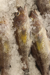 Paralabrax auroguttatus