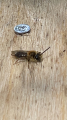 Andrena haemorrhoa