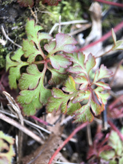 Geranium robertianum