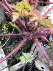Geranium robertianum