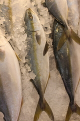 Seriola quinqueradiata