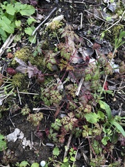 Geranium robertianum