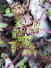 Geranium robertianum