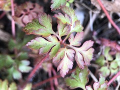 Geranium robertianum