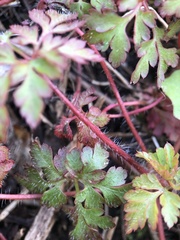 Geranium robertianum