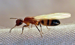 Colobopsis