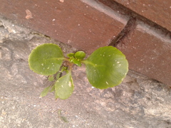 Kalanchoe densiflora