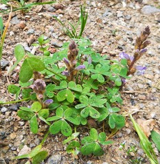 Phelipanche nana