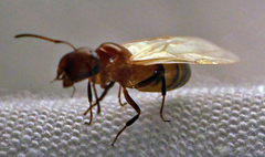 Colobopsis