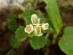 Chrysosplenium hebetatum