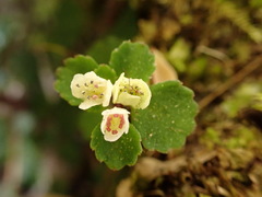 Chrysosplenium hebetatum