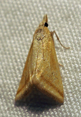 Microtheoris vibicalis