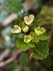 Chrysosplenium hebetatum