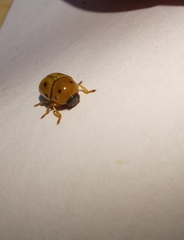 Cryptocephalus decemnotatus