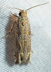 Epiblema abruptana